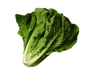 lettuce