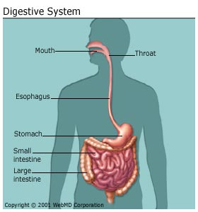 digestive process