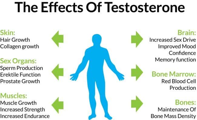 increase testosterone