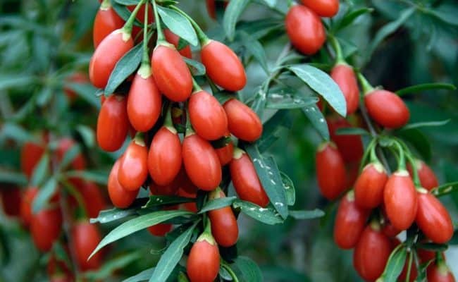 are goji berries good for weight loss