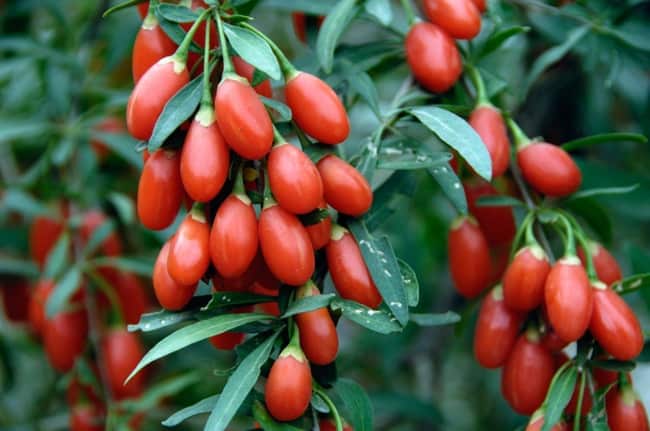 goji berries vă ajută să pierdeți în greutate