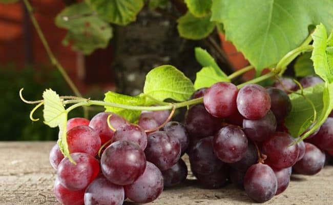 grapes for weight loss