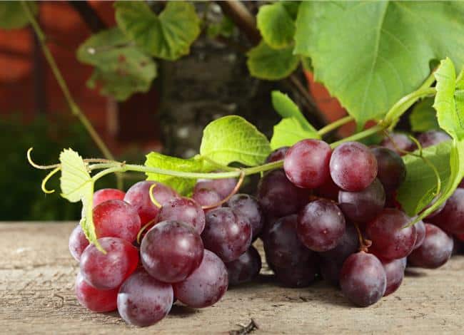 grapes for weight loss