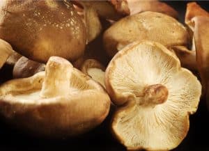 are mushrooms good for weight loss