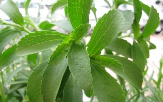 stevia