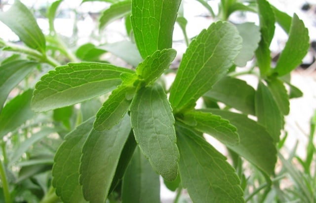 stevia