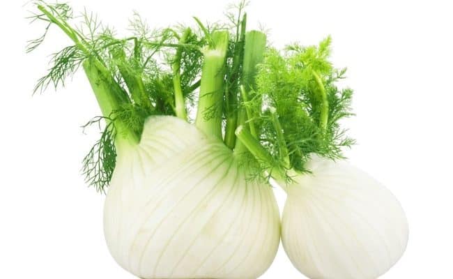 fennel