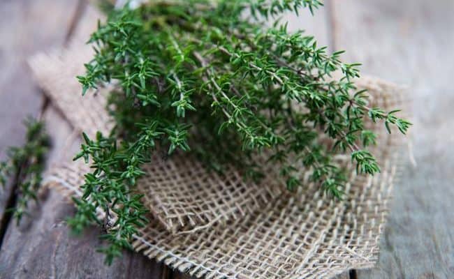 thyme