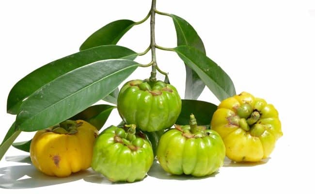 garcinia cambogia