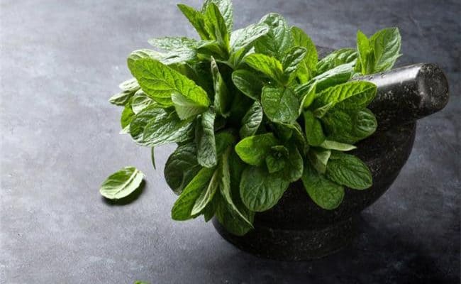 mint leaves