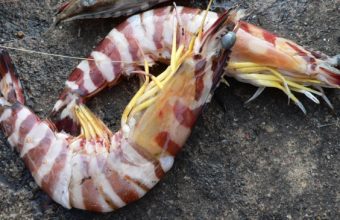 Is Shrimp Healthy While on a Diet?