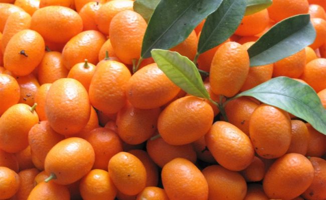 Kumquats